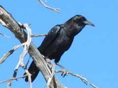 Corvus capensis capensis