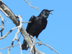Corvus capensis capensis