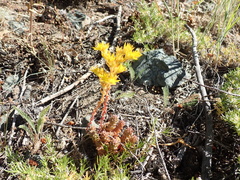 Sedum rupicola