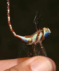 Anaciaeschna jaspidea