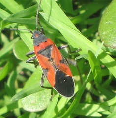 Lygaeus reclivatus