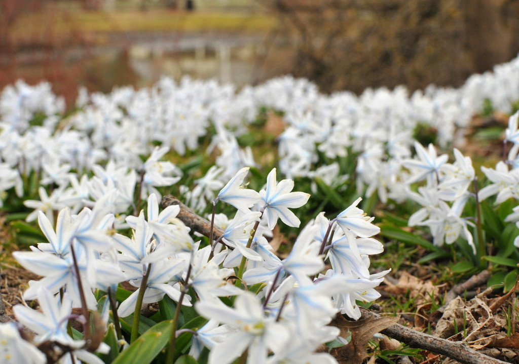 Mishchenko squill