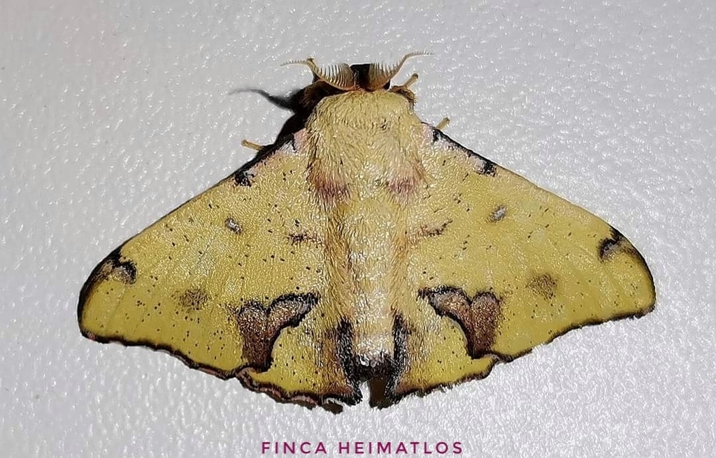 Citralla rumina