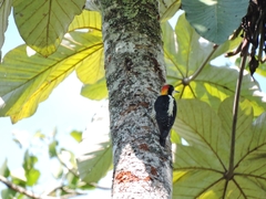 Melanerpes pulcher