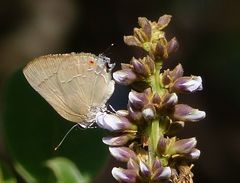 Allosmaitia strophius