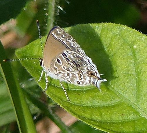 Gray-spotted Scrub-Hairstreak photo 3
