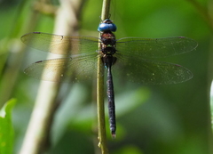 Anaciaeschna martini