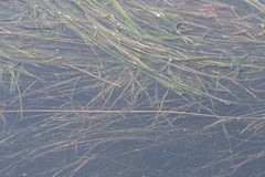 Zostera capensis