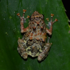 Cophyla barbouri