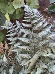 Athyrium niponicum