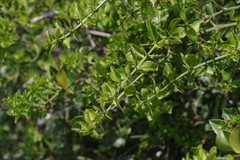 Azima tetracantha