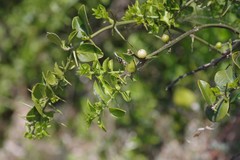 Azima tetracantha