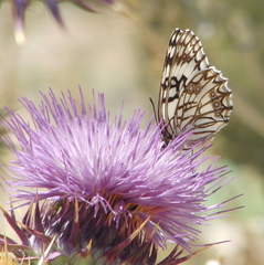 Melanargia occitanica