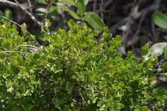 Azima tetracantha