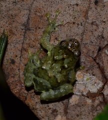 Anodonthyla boulengerii