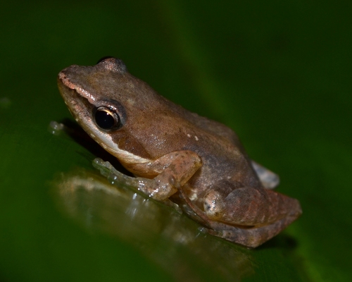 Moramanga Madagascar Frog
