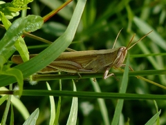 Stenocatantops vitripennis