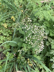 Ageratina altissima