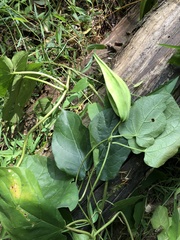 Aristolochia macrophylla