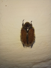 Trichostetha capensis hottentotta