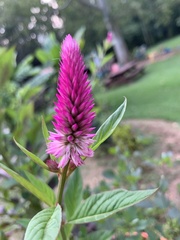 Celosia spicata