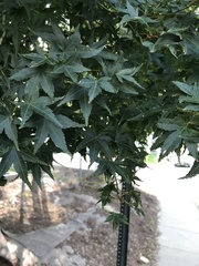 Acer