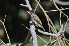 Picumnus albosquamatus