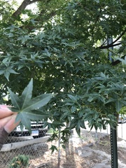 Acer