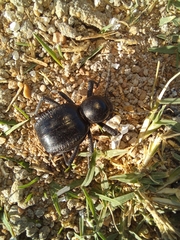 Moluris gibba