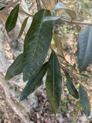 Brachylaena glabra