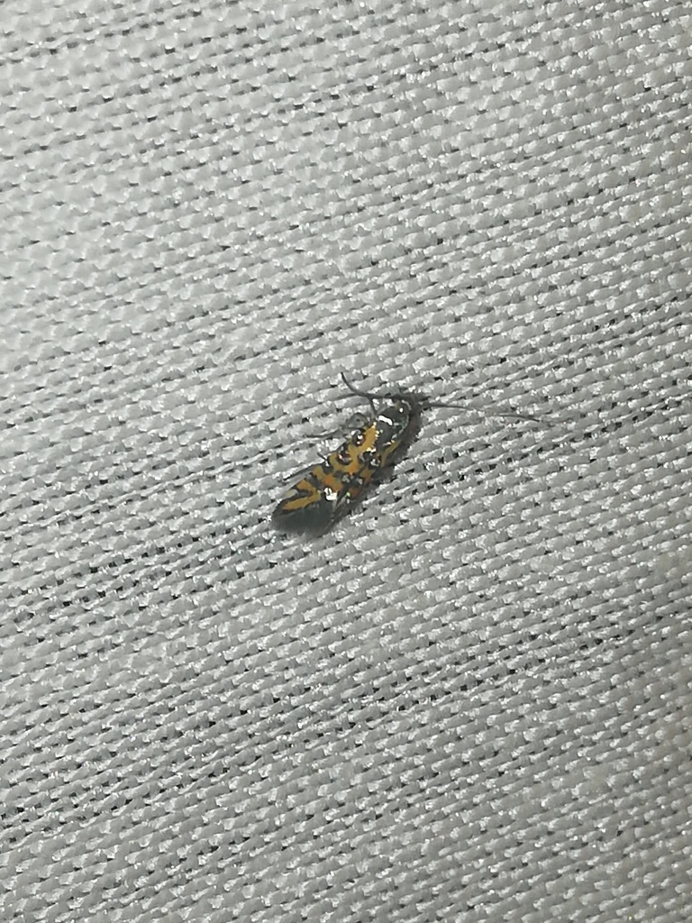 Neoheliodines albidentus