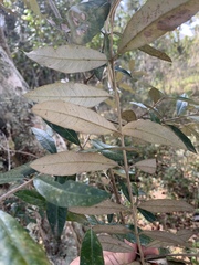 Brachylaena glabra