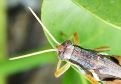 Stenocatantops angustifrons