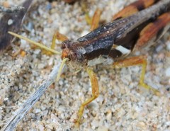 Stenocatantops angustifrons