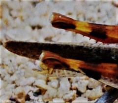 Stenocatantops angustifrons