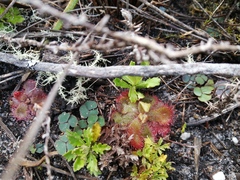 Drosera cuneifolia