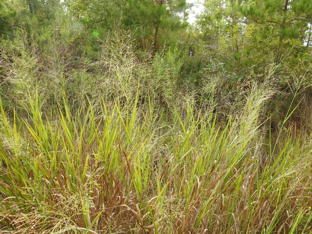 switchgrass from Bastrop County, TX, USA on September 15, 2020 at 0836
