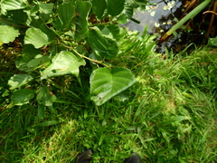 Caloptilia elongella