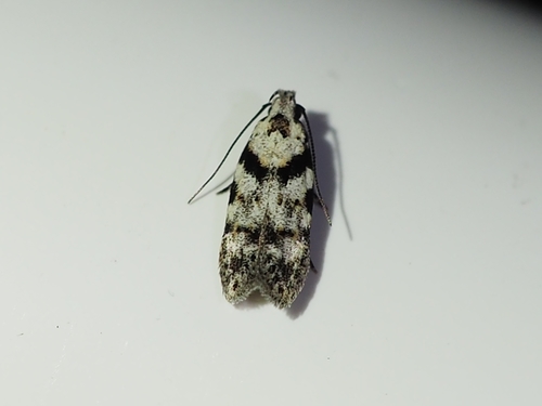 Pseudotelphusa palliderosacella