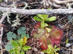 Drosera cuneifolia