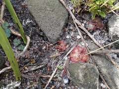Drosera cuneifolia
