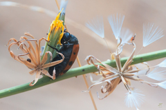 Hycleus duodecimpunctatus