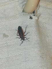 Melacoryphus circumlitus