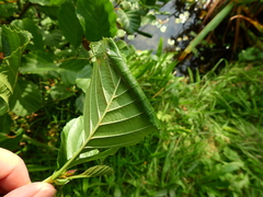 Caloptilia elongella