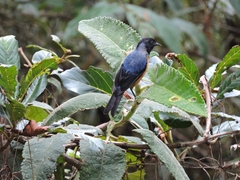 Conirostrum sitticolor