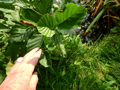 Caloptilia elongella