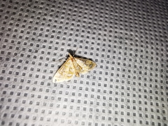 Pseudopyrausta marginalis