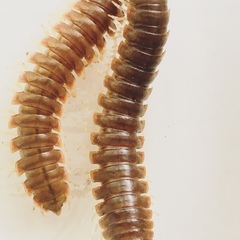 Dicellarius bimaculatus fictus