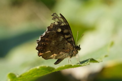 Pararge aegeria