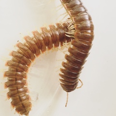 Dicellarius bimaculatus fictus